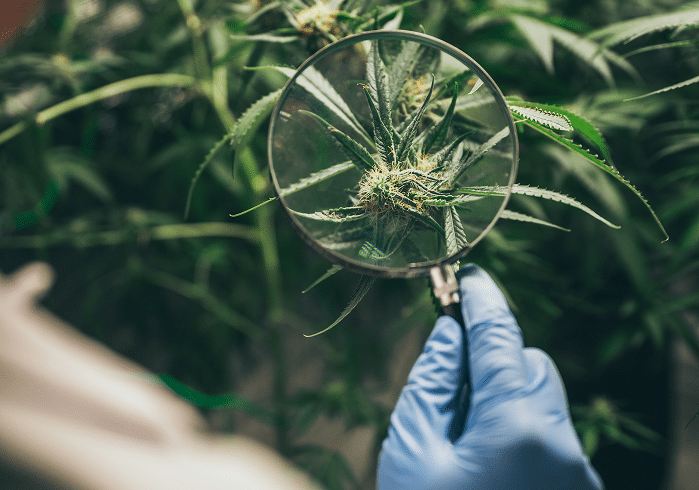 A gloved hand holds a magnifying glass over a cannabis plant, focusing on the details of its leaves and buds—a close examination to ensure premium CBD quality.